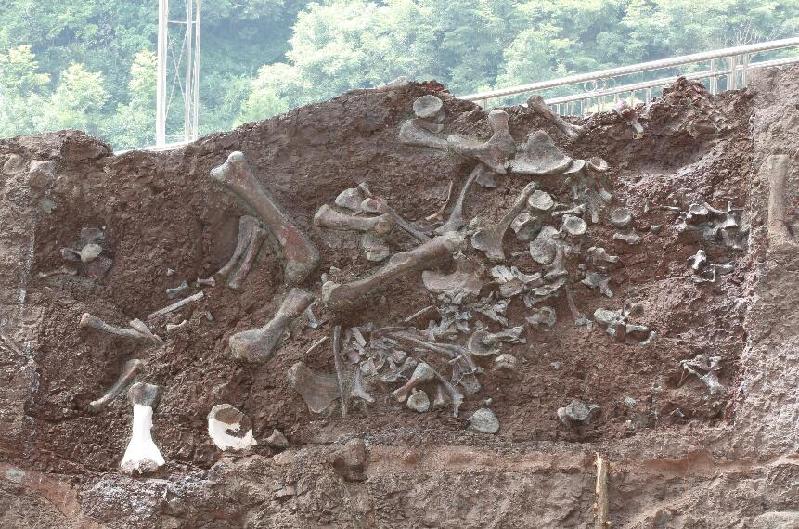 “侏羅紀(jì)公園”即將問世？重慶見證我國新的“恐龍動物群” 產(chǎn)生